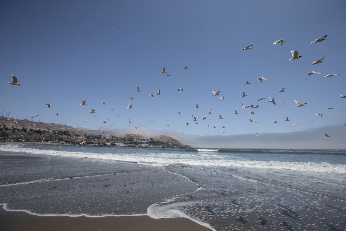 Agencia_Andina's tweet photo. [Fotogalería] Miles de aves vuelven a las playas de la Costa Verde tras ausencia de público. https://t.co/biJwpxfsUq
Fotos: ANDINA/Jhonel Rodríguez Robles https://t.co/VzDmPgxvFS