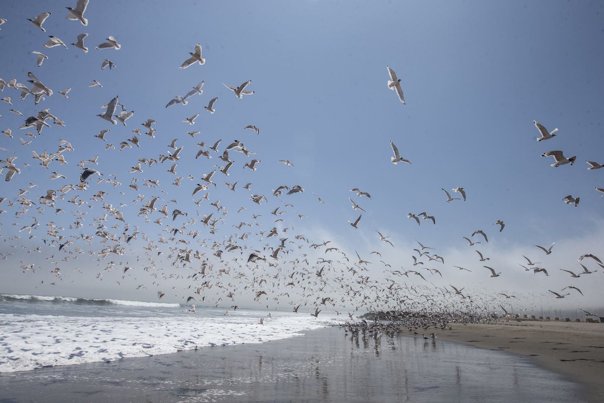 Agencia_Andina's tweet photo. [Fotogalería] Miles de aves vuelven a las playas de la Costa Verde tras ausencia de público. https://t.co/biJwpxfsUq
Fotos: ANDINA/Jhonel Rodríguez Robles https://t.co/VzDmPgxvFS