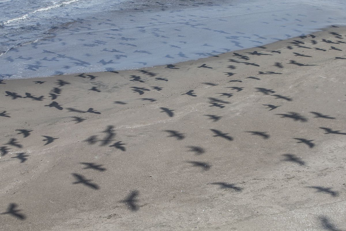 Agencia_Andina's tweet photo. [Fotogalería] Miles de aves vuelven a las playas de la Costa Verde tras ausencia de público. https://t.co/biJwpxfsUq
Fotos: ANDINA/Jhonel Rodríguez Robles https://t.co/VzDmPgxvFS