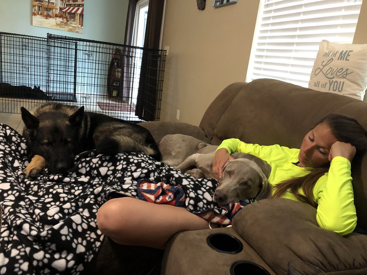 I have no reason to ever leave this spot.  #convincemeotherwise #souldog #cherisheverymoment #weimaraner #aginggracefully #gsd #k9 #workingdog #k9apart
