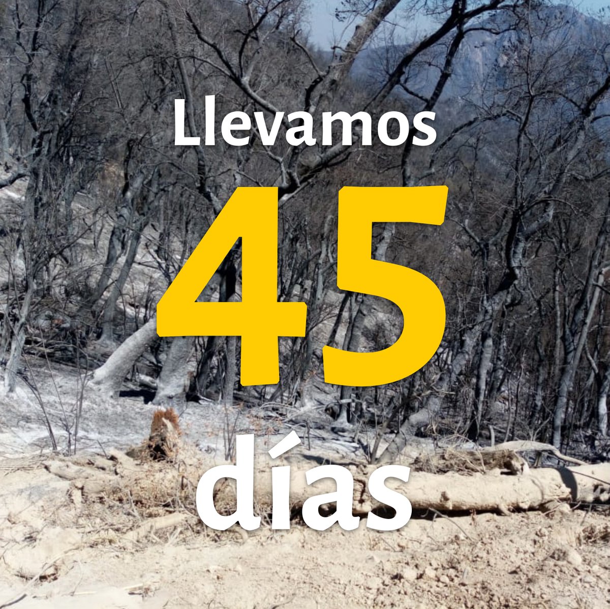 #ElMauleSeQuema tweet media