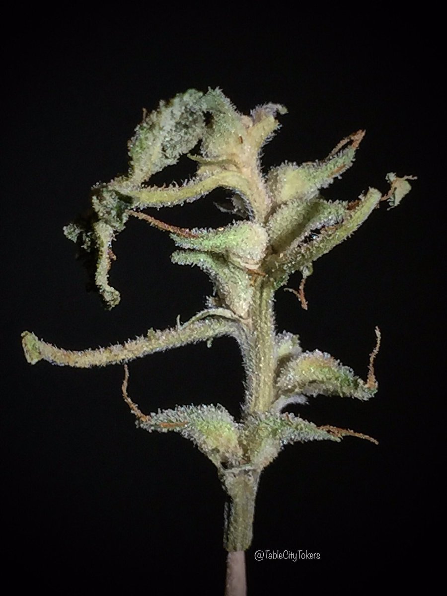 TableCityTokers™️ tweet media