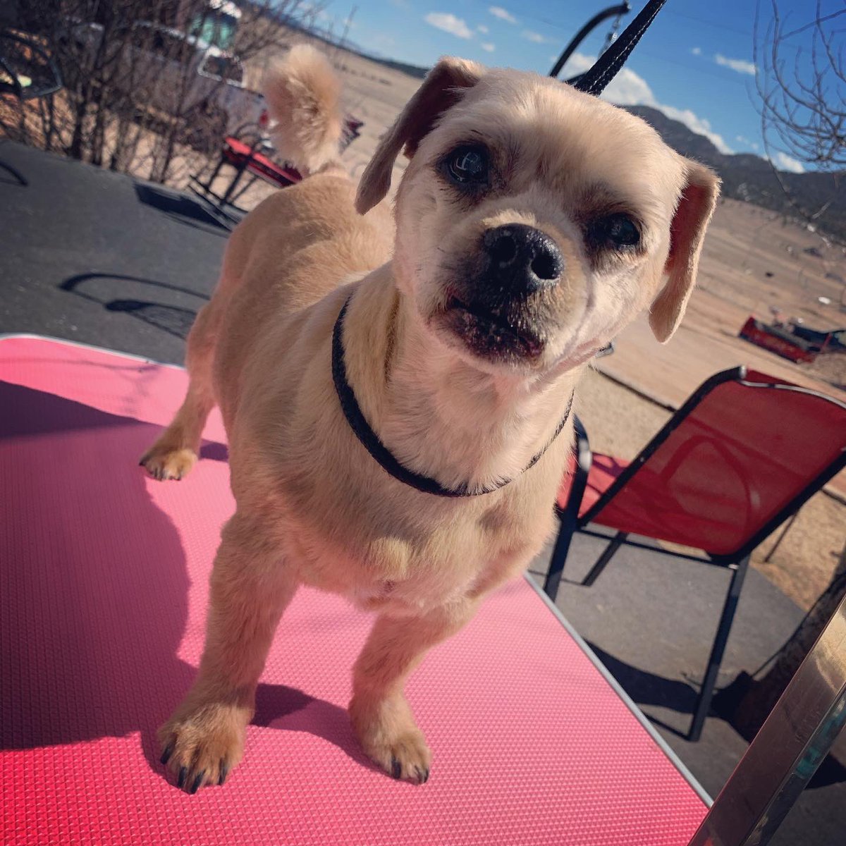 Grooming from home 🙌🏼☀️