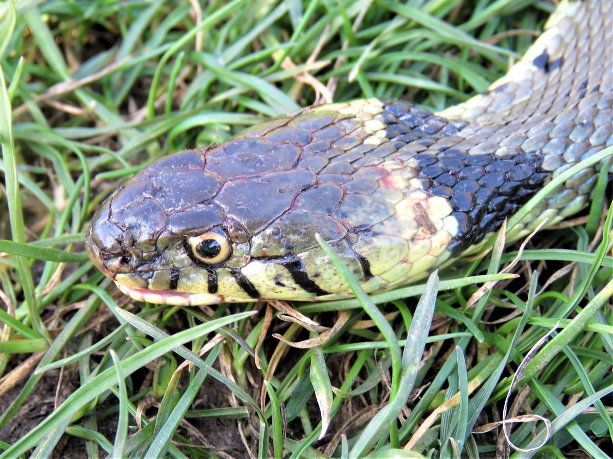 @leevalleypark@ParkPositive, when I found this grass snake on Leyton Marsh this morning it was doing an excellent job of playing dead, it moved very quickly when I picked it up to move it off the path.