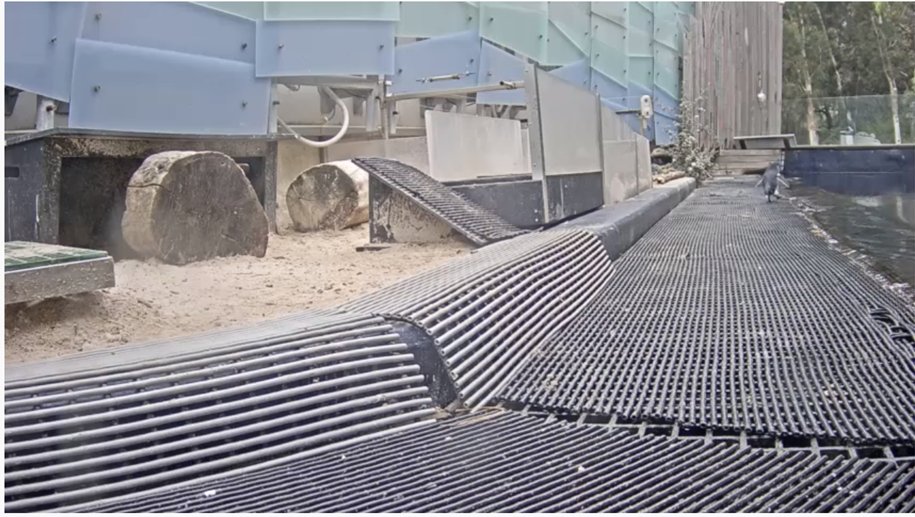 DuckSwabber's tweet image. A great distraction from all the coronavirus madness:

Melbourne zoo is live streaming the zoo so we can enjoy #AnimalsAtHome 
zoo.org.au/animal-house?u…

The penguins are my fav:
youtube.com/watch?v=mSI7ph…