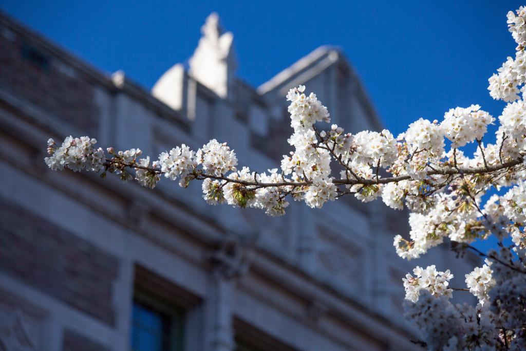 Cherry blossoms 2020