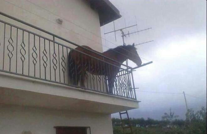 Masclarowater's tweet image. —Geralt, no bajes a la calle

—Voy a tirar la basura, Sardinilla