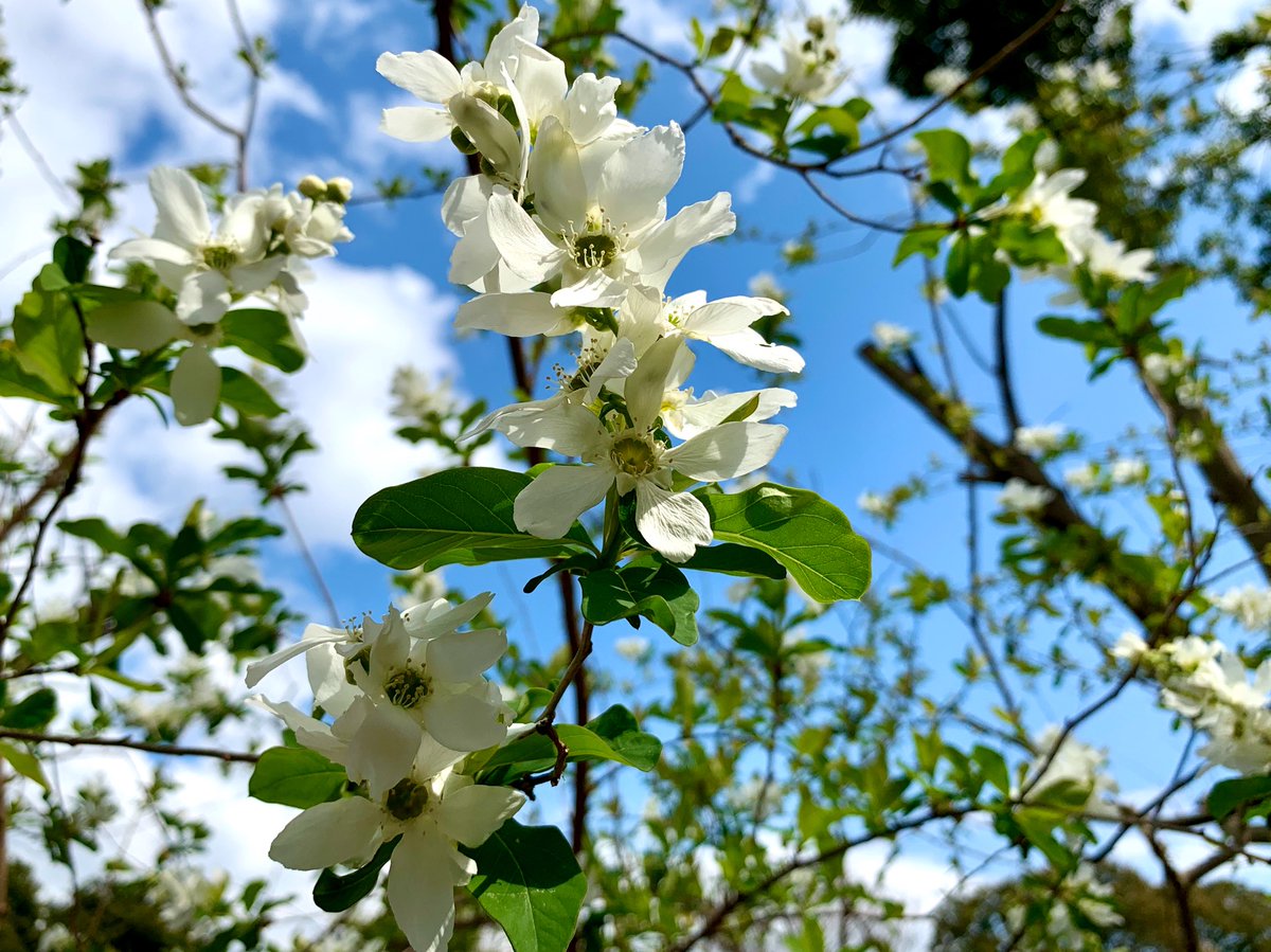 梅 の 花 の 別名