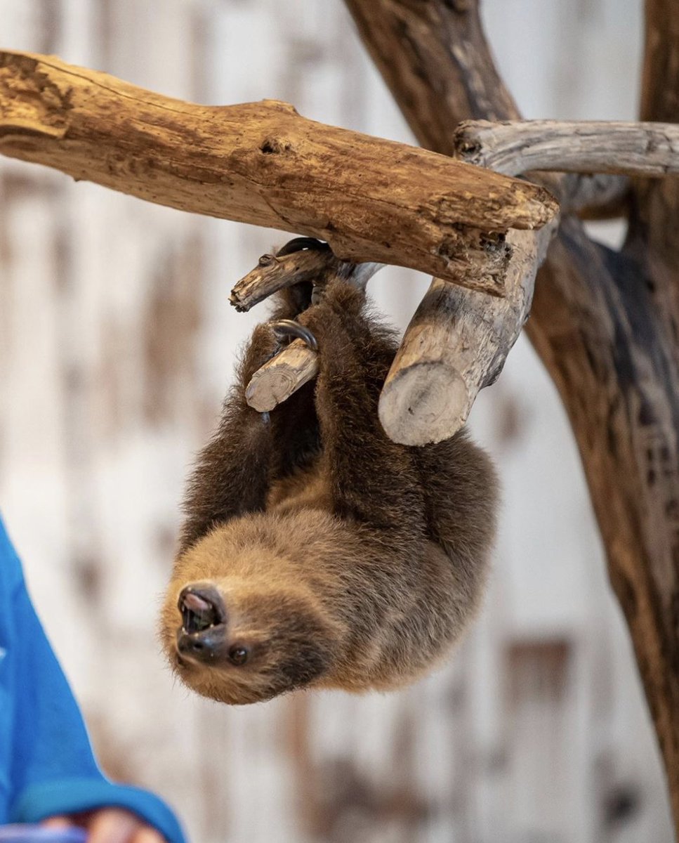 Downtown St. Louis tweet media