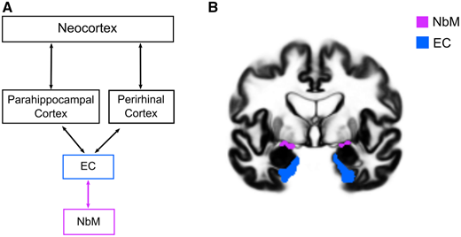 inca_lab's tweet photo. Sara's new paper is out in Brain!
https://t.co/suaHyDWmLR
Congratulations Sara! https://t.co/R3Txrrq1Aa