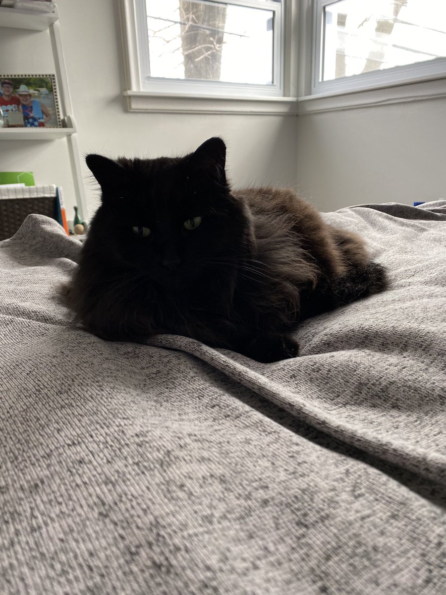 MrsChambersROMS's tweet photo. Felix is the Quarantine Champion in this house! https://t.co/MBI43NQfNe
