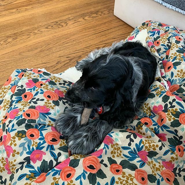 StephCat's tweet image. Rosie loves her new bed! @twolittlewhipps #englishcockerspanielsofinstagram #englishcockerspaniel #puppiesofinstagram ift.tt/3atkZ7e