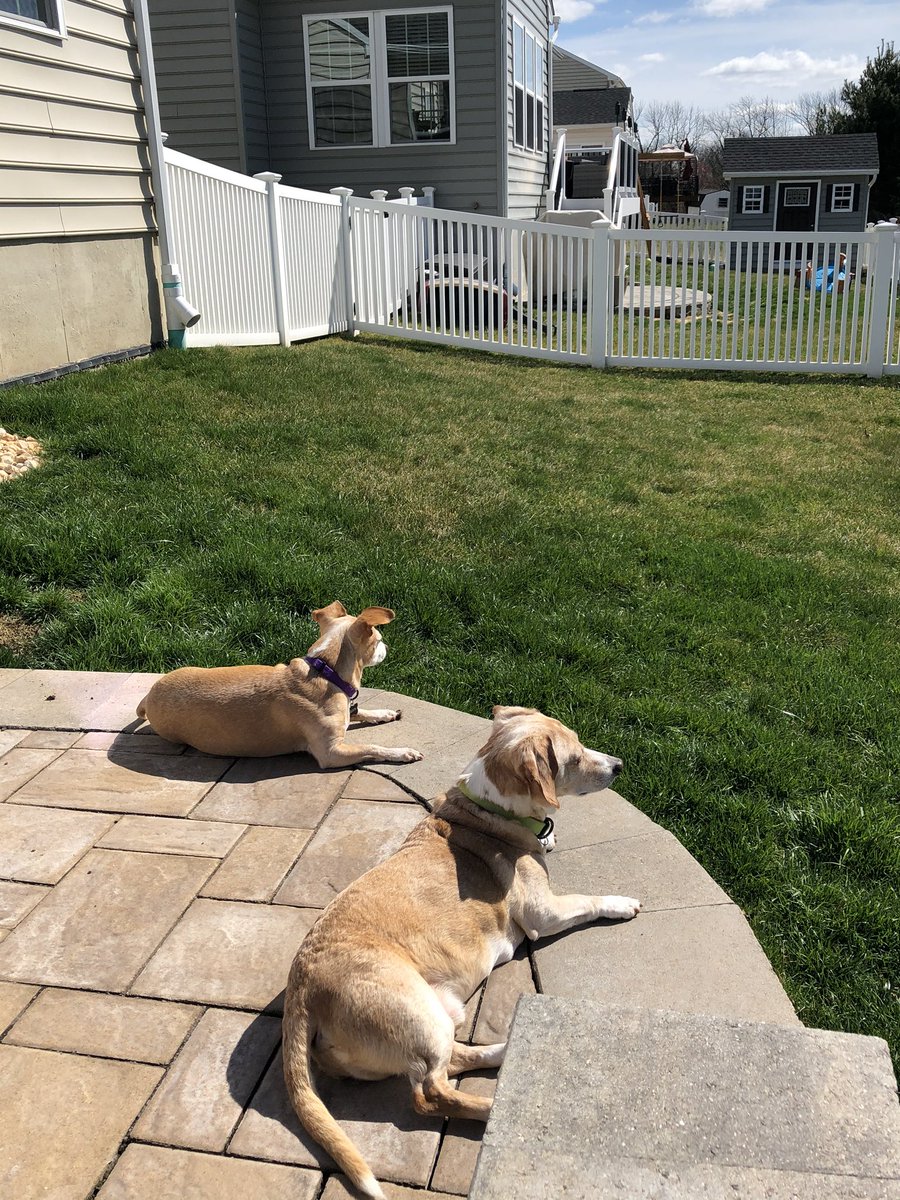 CBWorldLanguage's tweet photo. @CBSouthHS Fawn &amp; Buster love when their mamá works from home😍 #PetsOfCBSouth https://t.co/vKq3pekKc3
