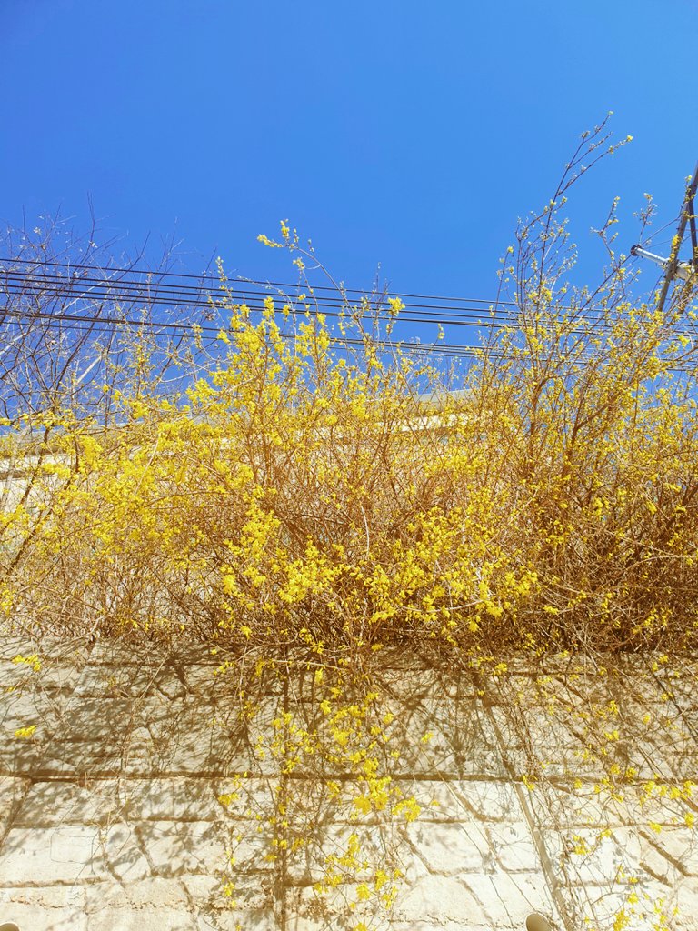 서울에서는 꽃 구경 하기 힘들어 
남쪽 트친님들이 올려주시는 
꽃 사진 보며 부러워했는데 
이제 서울에도 여기 저기 
꽃들이 피어오르기 시작했다 ...