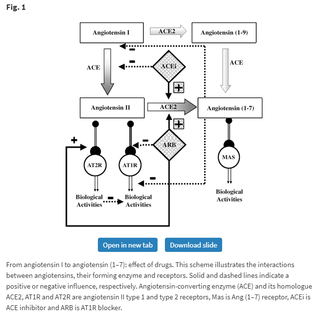 ACE2 of the heart: From angiotensin I to angiotensin (1–7)"Elevated ACE2 expression at the initial stage of several pathologies which decline w/ progression of disease might indicate a protective role for ACE2." https://academic.oup.com/cardiovascres/article/73/3/463/367423