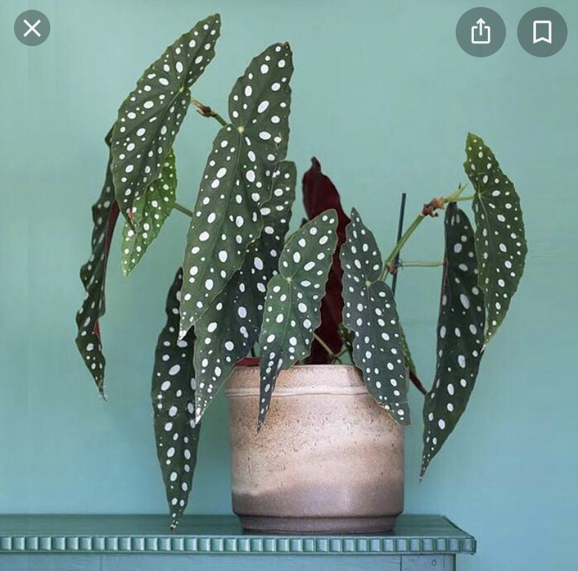 Art  #13 Begonia veriegata (I want this plant so bad)