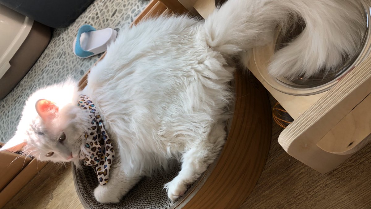 꼬리 왜 물에 담그냐구ㅠ