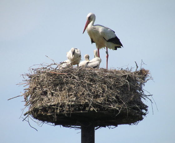 TravelGumbo's tweet photo. #Storks #DelayDutchTrains #KeepComingBack #ProtectedByLaw #ttot
TravelGumbo NEWS
https://t.co/QLtMm16xFi https://t.co/yceLJL6gPa