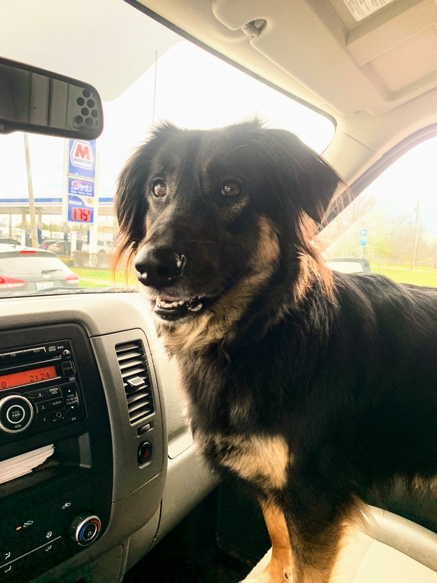 EgcHasford's tweet photo. #giveaway Nominations for #pet of the day now open! Day 1: Mia is a #smallbusinessowner who enjoys riding shotgun and consuming full bags of popcorn. She's a good girl and has mastered her supervisor role so spectacularly she can actually do it whilst sleeping. #rt #dogsoftwitter https://t.co/OYcSMZVJL2