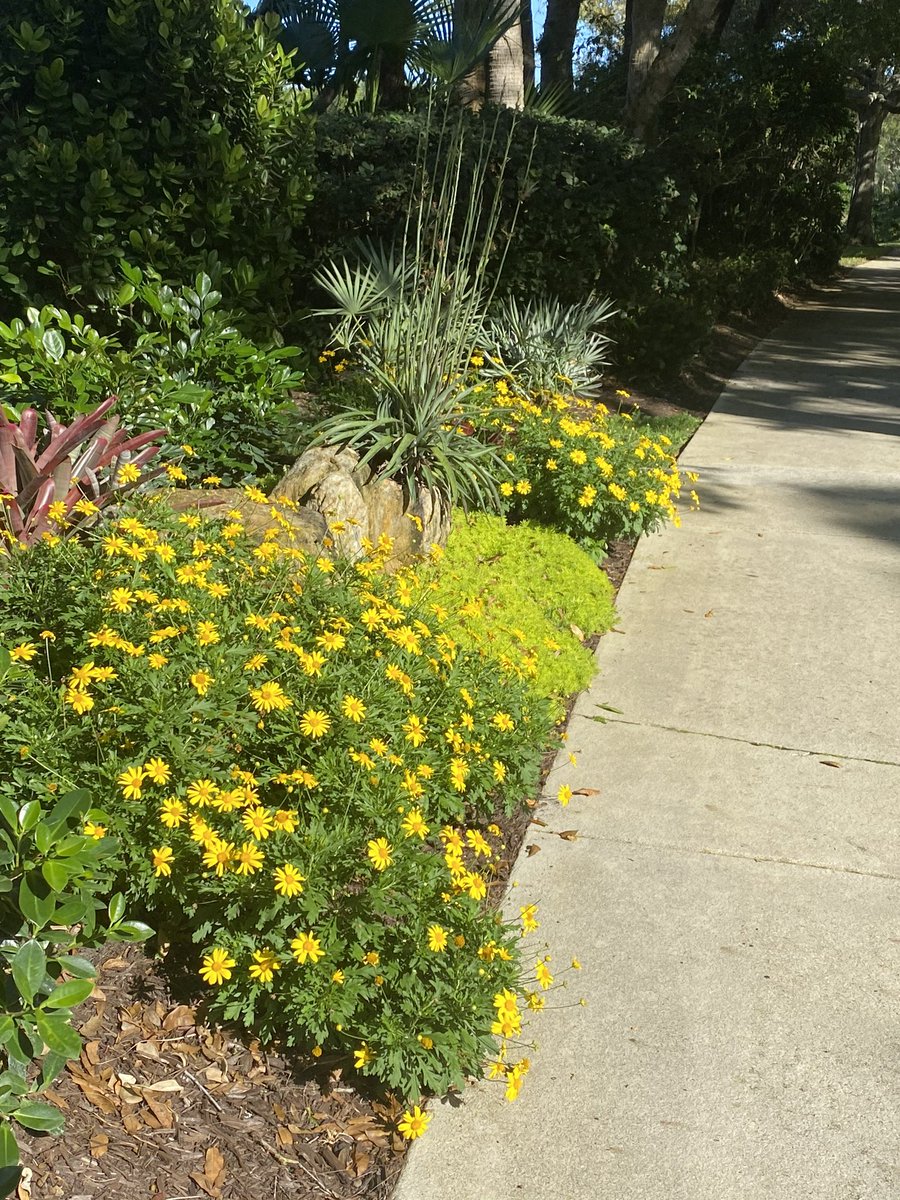 OMahoneyEmily's tweet photo. Crazy times...Our community has been upgrading the landscape at our intersections.  I have received more compliments but the one that stuck was saying how we needed this beauty so much now.  Landscape architects address our biophyllic needs. #landscapearchitects @GHOLandPlan https://t.co/kforzvB0Yh