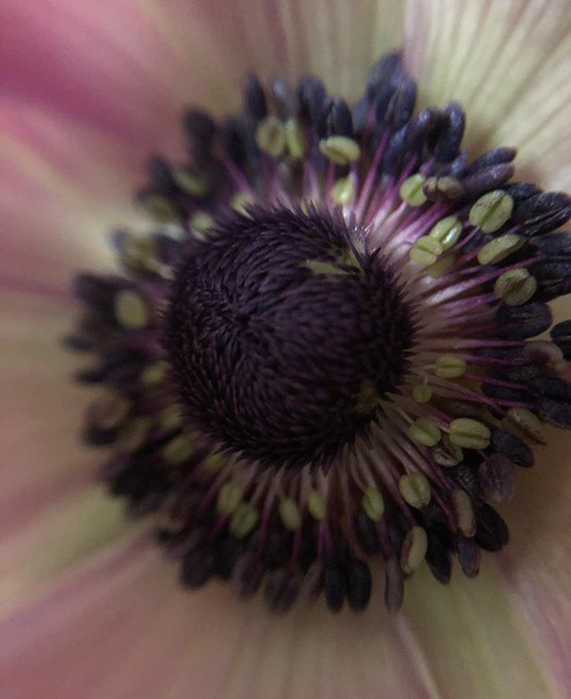 WMDfloralDesign's tweet photo. The anatomy of an anemone. Say that 3 times fast. That will knock out around 1.25 minutes of your shelter in place time. You’re welcome. . https://t.co/QIgDqW2M8o
