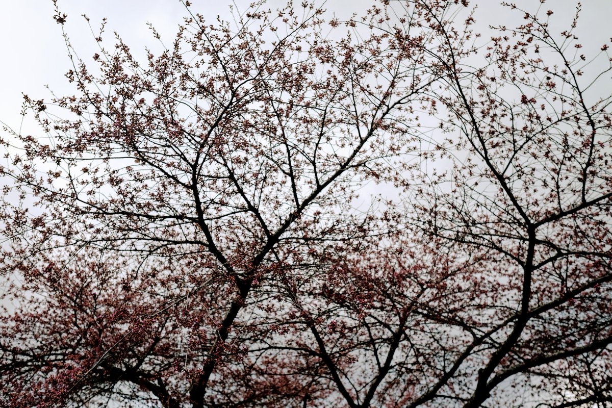 Another gloomy day, but the petals are finally starting to unfurl. We're slowly getting there!  #CherryBlossoms  #CherryBlossomDaily