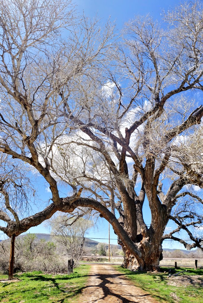Just me and this cool tree!  No training partners for a while here.  Going to do my part to stop the spread.