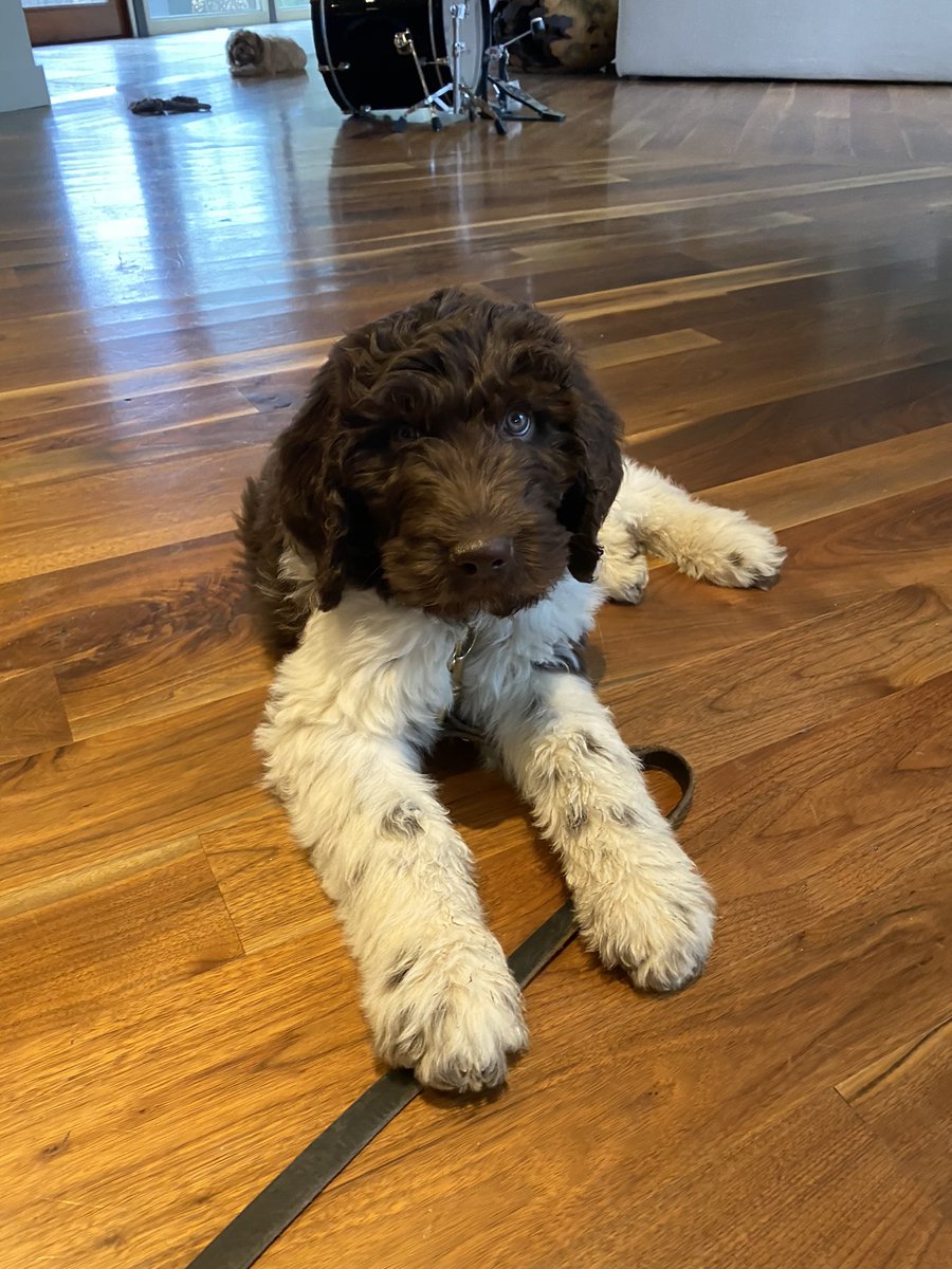 LPonsky's tweet image. #1GoodThing. Great time for a puppy. @slsteinmd1