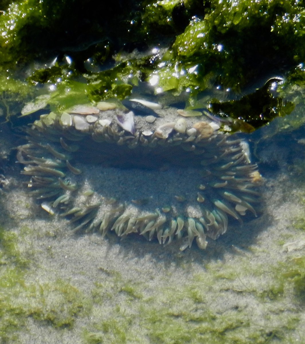 neocurio1's tweet photo. sEA aNEMONE #seaanemone #westcoast #lowtide #pacificocean #tidepools #encintas #neocurio #artatak https://t.co/4dY3tupq63