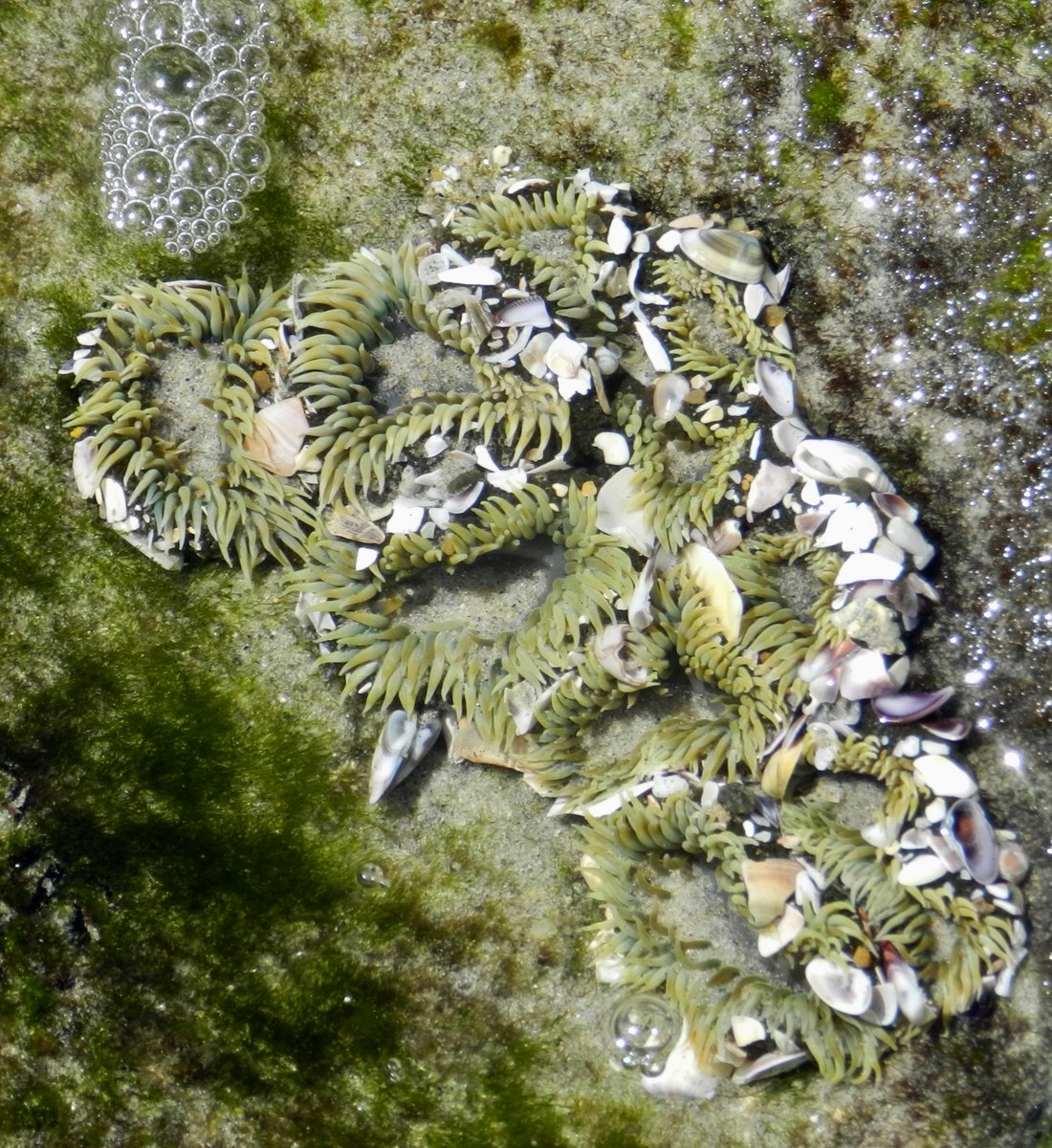neocurio1's tweet photo. sEA aNEMONE #seaanemone #westcoast #lowtide #pacificocean #tidepools #encintas #neocurio #artatak https://t.co/4dY3tupq63