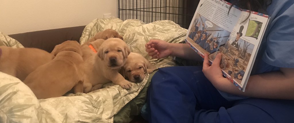 msgmakeshistory's tweet image. Class was in session. 😂 Missing my students so much, I decided these little guys were going to be my class  and learn about Civil War soldiers. Talk about being “teachers’ pets”. #JordanMSLegends #FlyingVees #GuideDogsofTexas @NISDGTAA @nisdmsss @JordanNISD