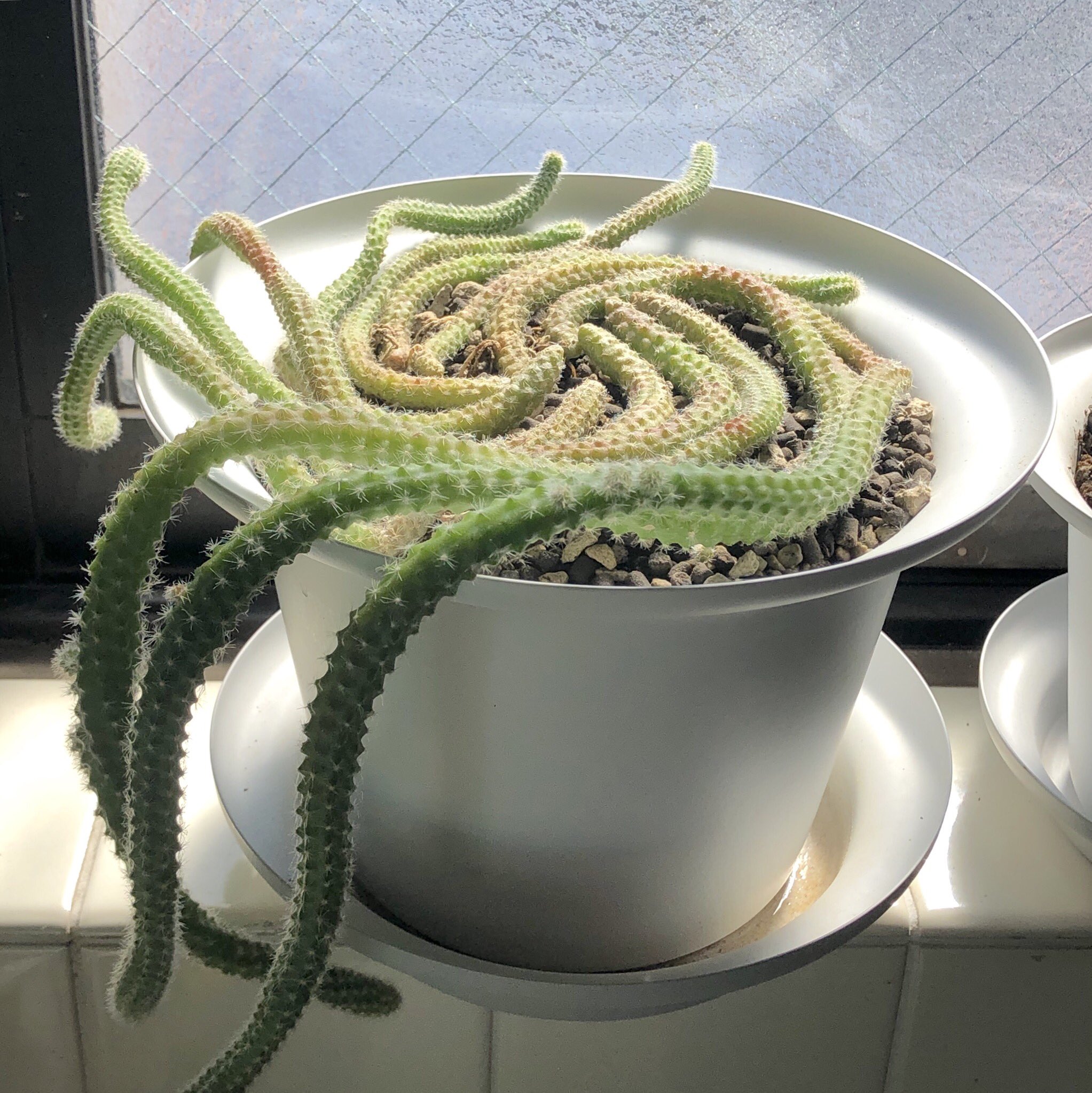 森井ユカ Yuka Morii そばにある植物が片っ端から枯れてしまうという特殊能力のある私の元で いただいたヒモサボテンが1年で10倍くらい成長した 希少種らしくメルカリで1本2500円ですと 売らないけど ヒルデウィンテラ ヒモサボテン T Co