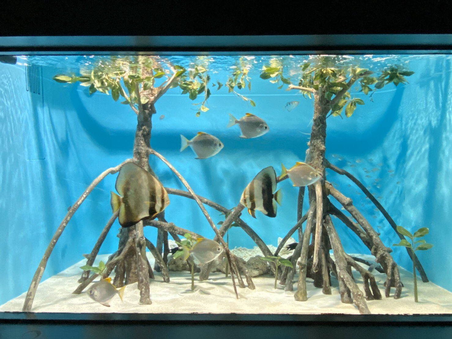 サンシャイン水族館 マングローブの水槽も大掃除 スッキリキレイ 臨時休館中に多くの水槽を整備できました マングローブ 大掃除 休園中の動物園水族館