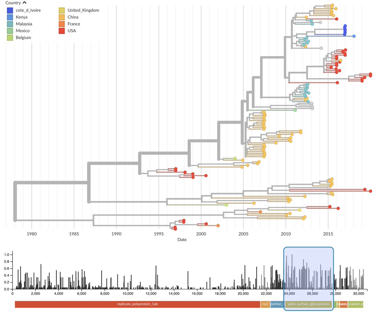 Here's  @firefoxx66's analysis of seasonal coronavirus OC43 where we see frequent mutations to spike protein.  https://nextstrain.org/community/nextstrain/CoV/Betacoronavirus1?d=tree,entropy&p=full 11/12