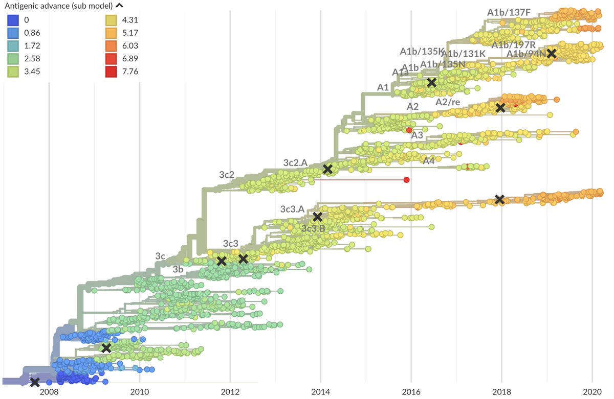 This is why the strain used in the influenza vaccine needs to be updated by the  @WHO every year. Here you can see evolution of influenza H3N2 over the past 12 years and the amount of "antigenic drift", ie evolution relevant to vaccines and immunity.  https://nextstrain.org/flu/seasonal/h3n2/ha/12y?c=cTiterSub 7/12