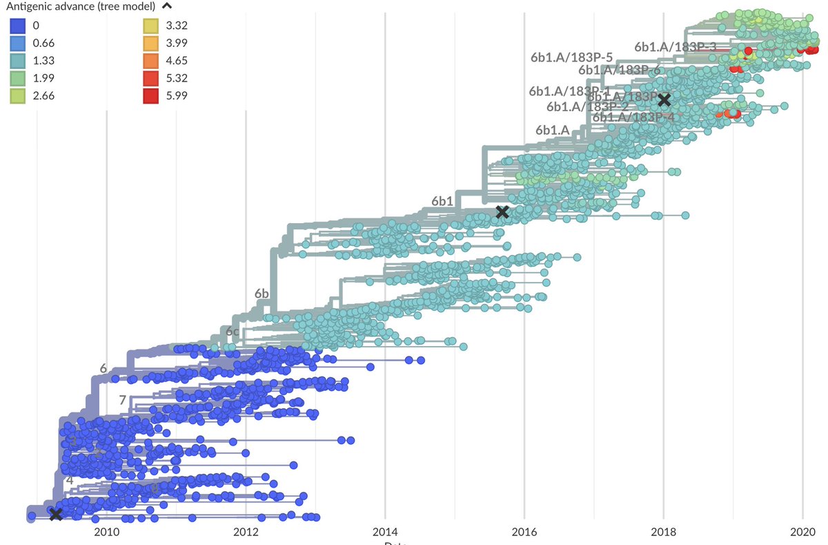 Importantly, this evolution takes takes place over years. When pandemic swine flu emerged in 2009, it took the virus a solid 3 years before we saw any evidence at all of antigenic drift.  https://nextstrain.org/flu/seasonal/h1n1pdm/ha/12y?c=cTiter 8/12