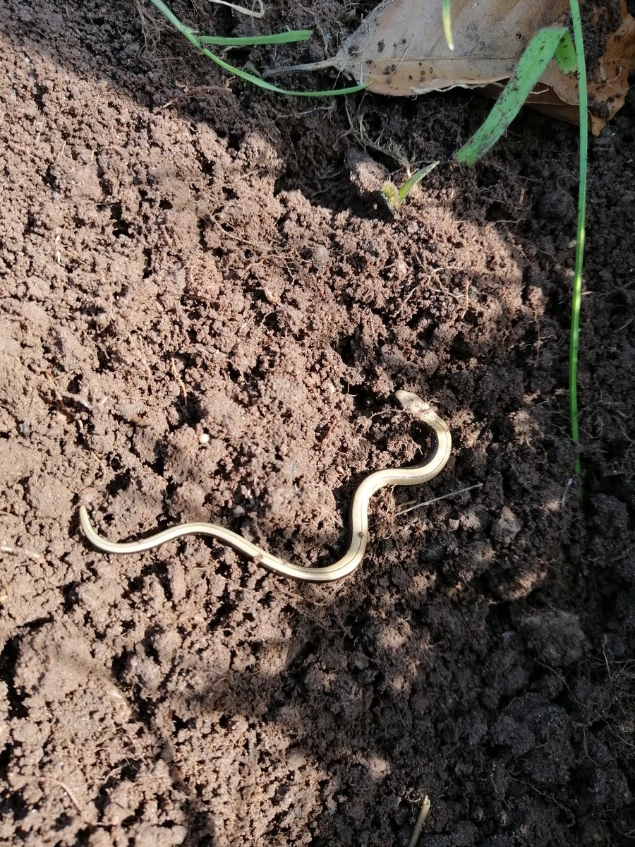 halpinrobbins's tweet photo. This year's slow worm babies are up and about. Lovely to see.
#wildllfe #21daysLockdown https://t.co/OeAASUUfuS