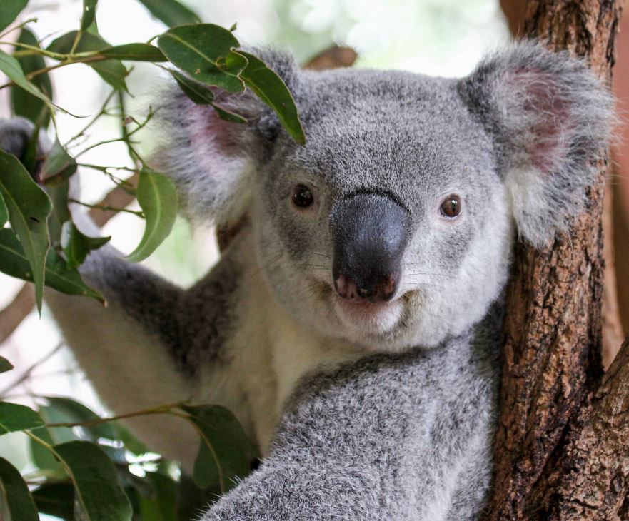 Lone Pine Koala Sanctuary tweet media
