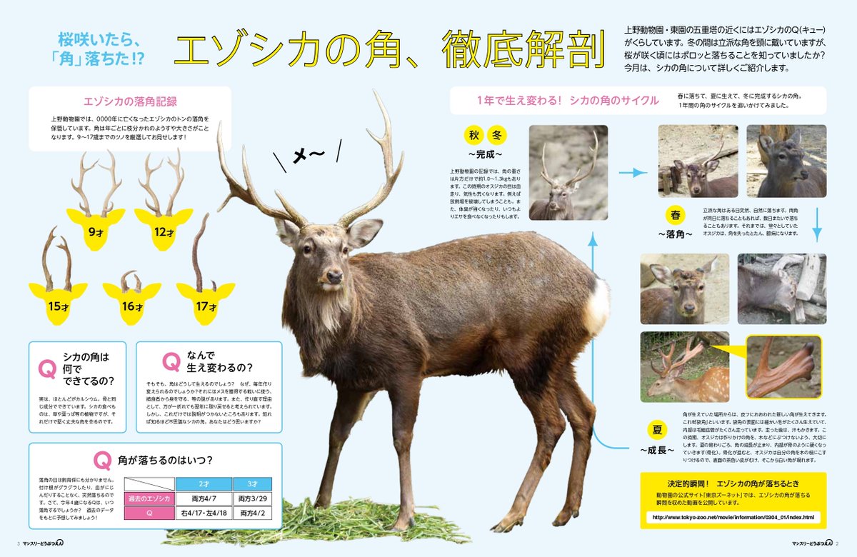 今日から始まった #シカの角落ちるまで観察してみた をより楽しくする