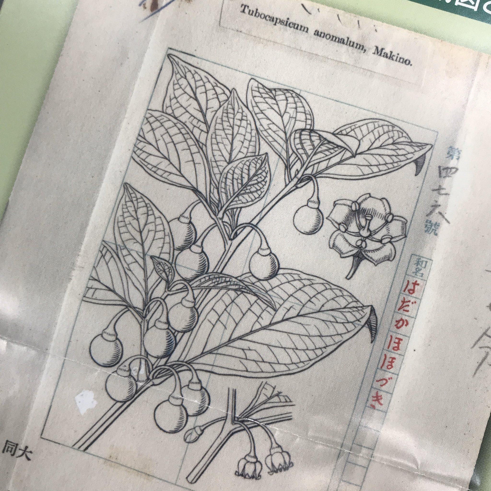 牧野植物図鑑原図集