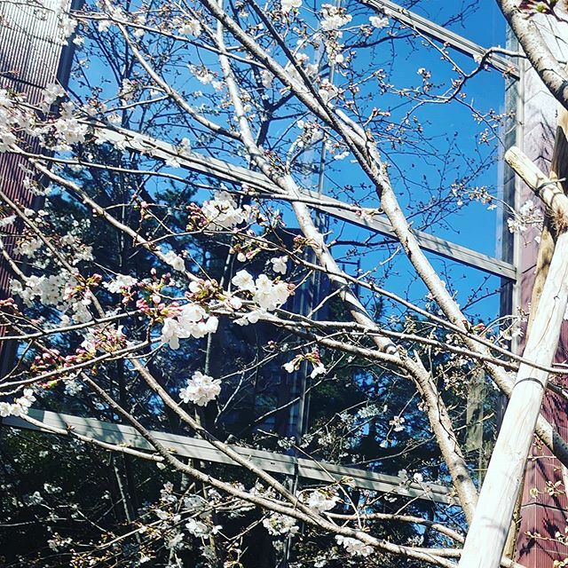 hieristcopi's tweet photo. もう春ですね。
お着付けの仕事終わり。
桜ももうすぐ見頃🌸でもお出かけの際は要注意。マスクに手洗いうがい。
#コロナに負けない #手洗いうがい #着付けの仕事 https://t.co/QeFXfIAAaE https://t.co/ANg51pDx4N