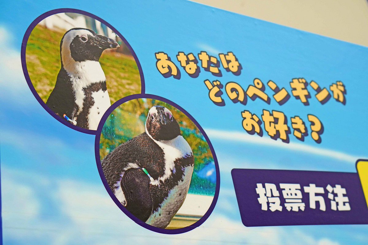 マリンワールド海の中道 公式 على تويتر 本日より開催 マリンワールドp 1グランプリ ペンギン の丘であなたの推しペンを見つけて投票して下さい 投票場所は出口正面にあります ペンギン担当スタッフが一羽ずつ特徴をいれて描いたペンギンたちのイラストに