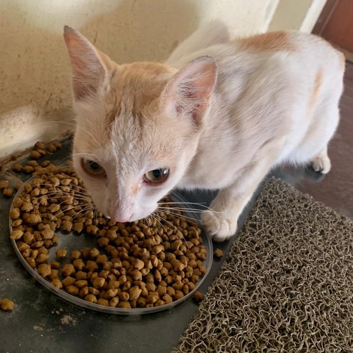 BentoWayne's tweet photo. Day #1 LockDown

Small joys - Knowing you have 21 days food for the pregnant street cat who lands up at our door every morning at 9.15 (which is usually when we leave for work)🙃

#21daysLockdown #Kittens #ArrivingSoon #CoronaCat https://t.co/SO1IWS2y1W