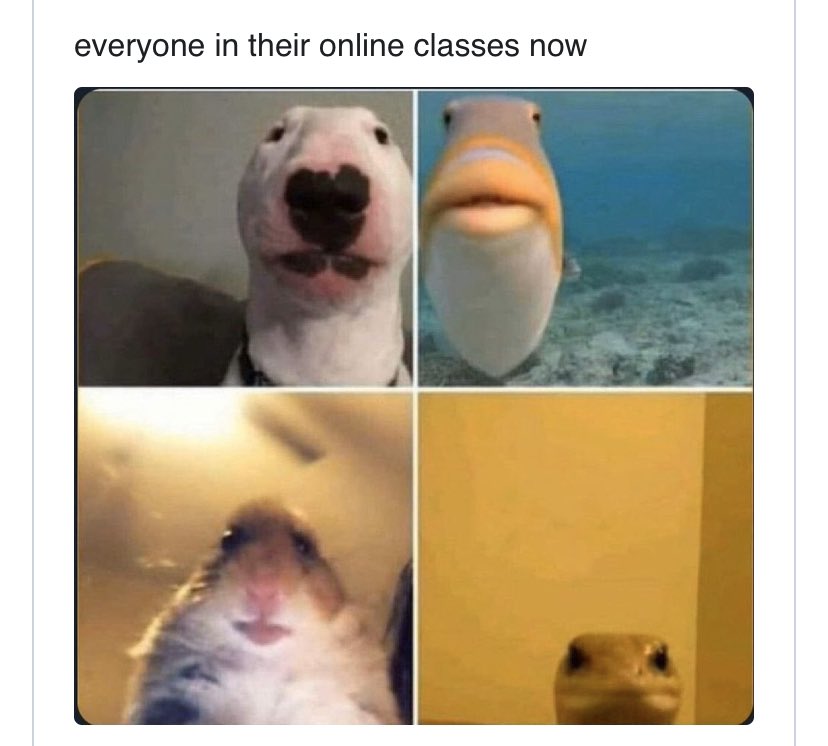 Checking in with 6th graders tomorrow on Google Meet. Hope you can join us around 2:00 pm.  <a href="/GrandviewES/">Grandview School</a> <a href="/racheladamstn/">Dr. Rachel Adams</a>