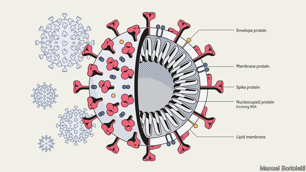 I LOVE pictures! I don't think reporters look at images of viruses enough. Here's a handy one of  #SARSCoV2 from  @TheEconomist. 9/n  https://www.economist.com/briefing/2020/03/12/understanding-sars-cov-2-and-the-drugs-that-might-lessen-its-power