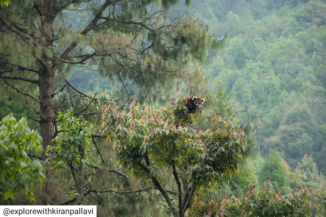 For 21 days as requested by our Hon'ble PM shri <a href="/narendramodi/">Narendra Modi</a> everyone have to perform like #redpandas to be safe from #covid19
^As Red Panda are solitary in nature like to live alone except mating periods. So stay at your home and be #safe.
Photo : Kiran Pallavi
#india.