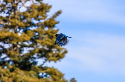 Photo By Patrick Hendry | Unsplash - via @Crowdfire  
 #wingchun #martialarts #bluesmusic #trees #birds #ukblues #chickenwings #fantasyflight #blues #bluehair #flights #wingsuit #wildlifevideos #flight #fantasyflightgames #bluesmusicvideos #buffalowings #flighthelemts #blue