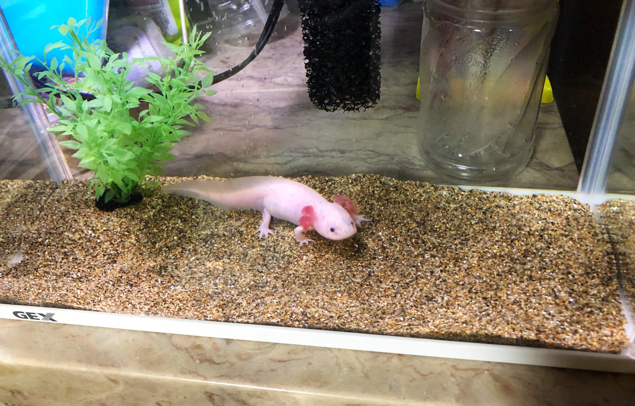 ドンさんorドンちゃん Grx133 350rds ハチワレx 砂利から砂に変えてゴツゴツの隠れ家もやめてショボーンとしたウパ子ハウス ウパ子に優しいであろう土管をあげた ウーパールーパーは可愛い T Co Hdyigexowt Twitter ドンさんorドンちゃん Grx133 350rds ハチワレx 砂利から砂に変えてゴツゴツの隠れ家もやめてショボーンとしたウパ子ハウス ウパ子に優しいであろう土管をあげた ウーパールーパーは可愛い T Co Hdyigexowt Twitter