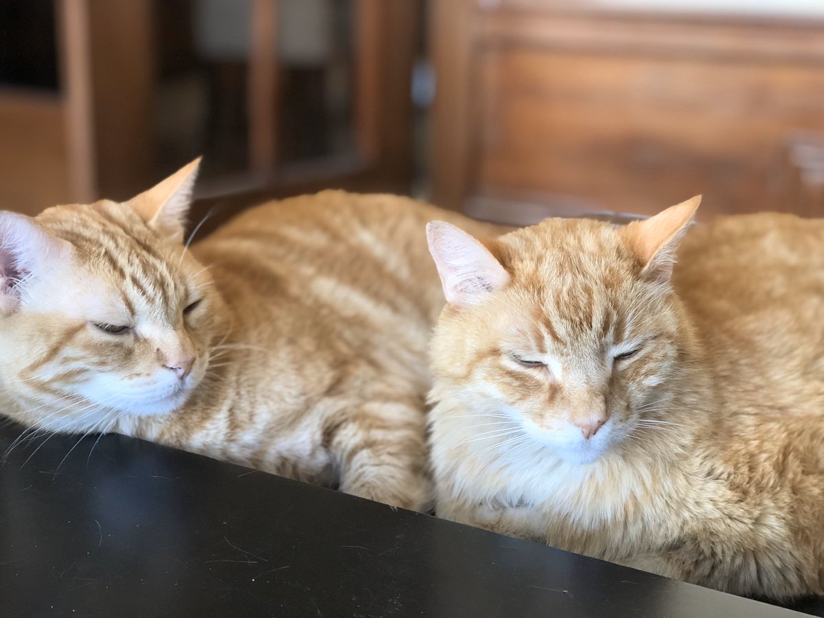 My coworkers don’t quite understand social distancing #QuarantineCats