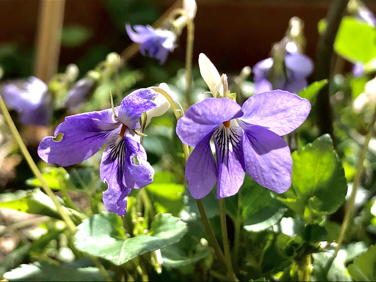 Unique One Taka タチツボスミレ いつからか庭に咲き始め年々数を増やしています スミレの花言葉 は紫色で ささやかな幸せ 誠実 真実の愛 とても美しい言葉たちが辺りでひっそりと語りかけてくれていると思うと 何とも愛おしい可愛い花です
